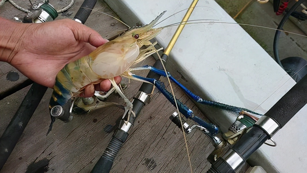 中国拒收印度虾,中国进口印度大虾