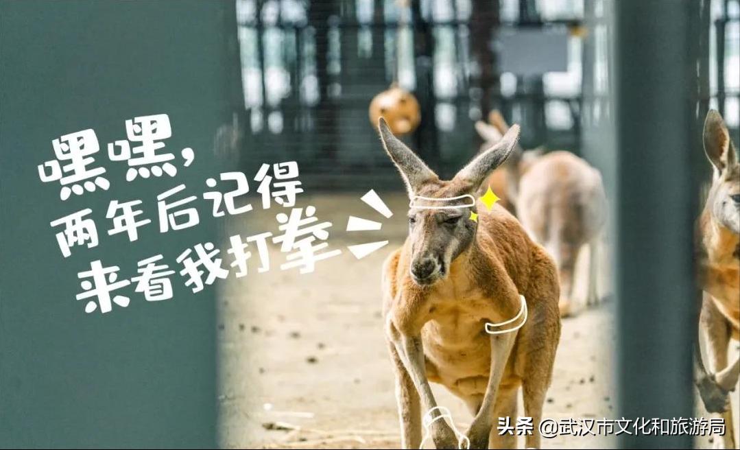 九峰森林动物园与武汉动物园,武汉野生动物园九峰山动物园