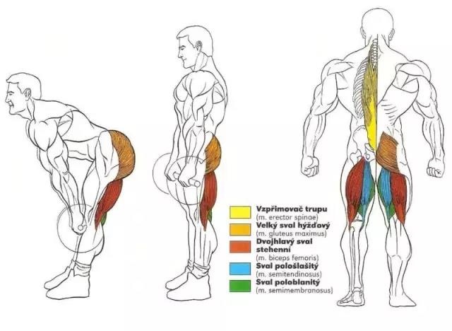 如何练出粗壮的腘绳肌进阶训练,腘绳肌强大腿部肌肉训练教学