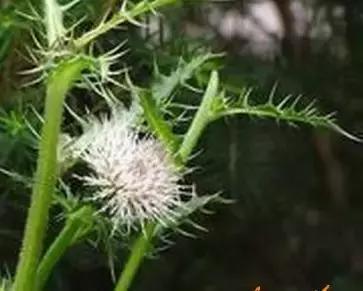 整合——28种青草药，赶快收藏备用！