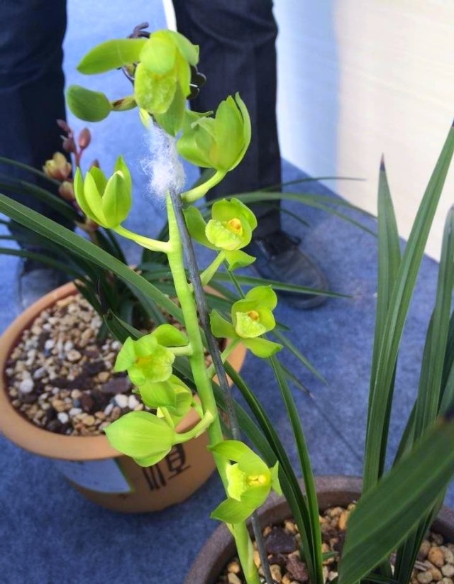 河南洛阳的一颗蕙兰，下山后成为传世名品