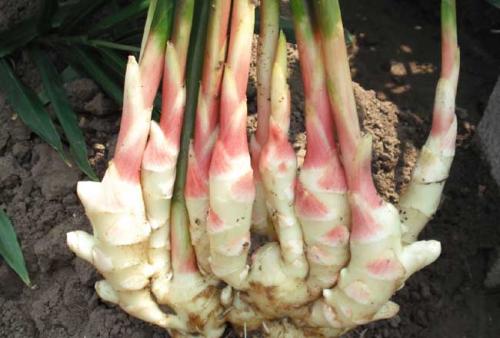 生姜种植的步骤和方法,生姜的种植过程和方法