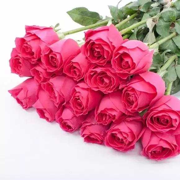 玫瑰大全｜说到玫瑰只能想到红玫瑰的，建议你好看看本文！