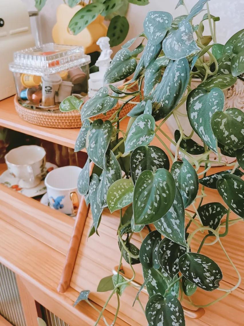 没花园怎么种花？从东北到广东，4位大神在室内种出植物园，绝美