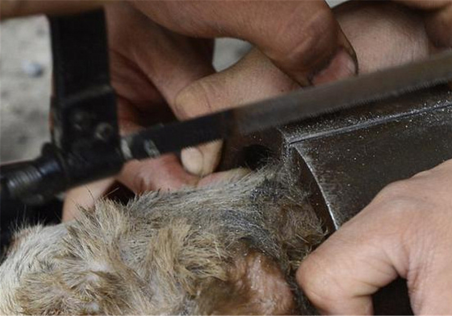 流浪狗被骨头卡住了,可怜的流浪狗脖子被铁丝卡住了