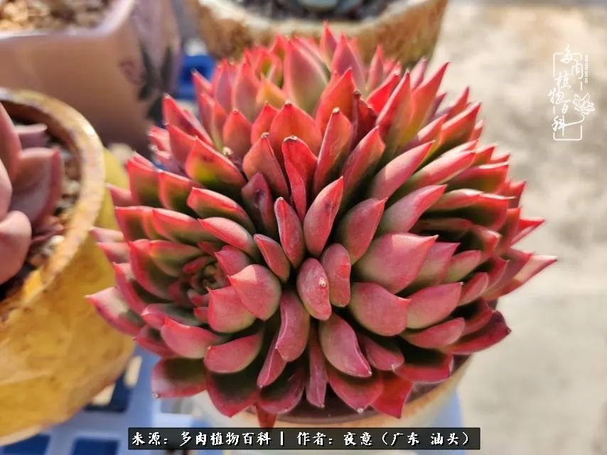 广东春天多肉图片大全,这个季节的多肉状态是最美的