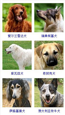 狗狗品种大全及图片超可爱宠物狗,宠物狗的常见品种名称大全