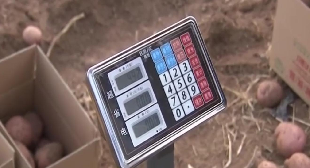 内蒙马铃薯丰收,内蒙古马铃薯丰收