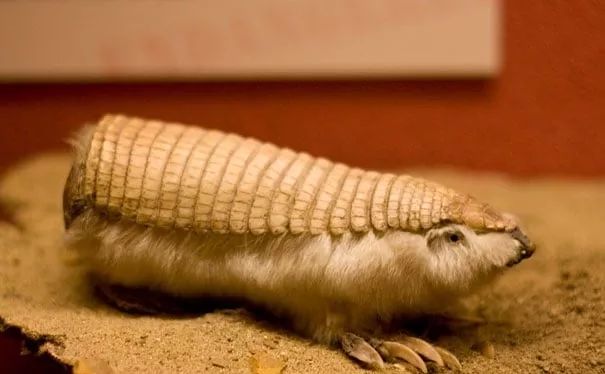 不忍直视世界罕见的十大变异动物,不忍直视世界罕见的十大动物