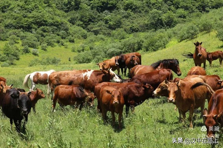 汉中圈子崖天坑,汉中镇巴圈子崖天坑旅游攻略