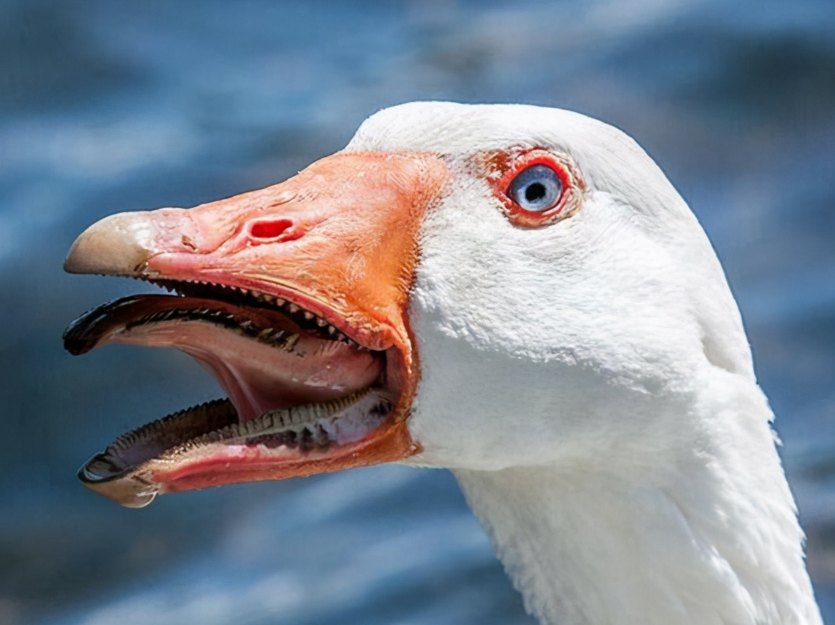有鹅的地方不能有蛇,有鹅的地方绝对不可能出现蛇