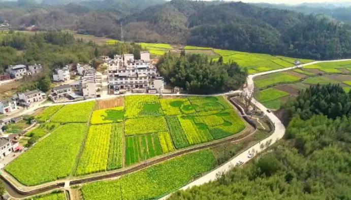 黄山踏青油菜花图片,黄山油菜花景观进入最佳观赏期