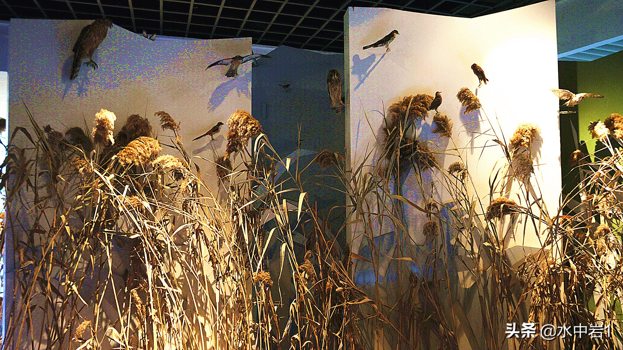 长江流域湿地生态环境保护,长江流域环境保护成果