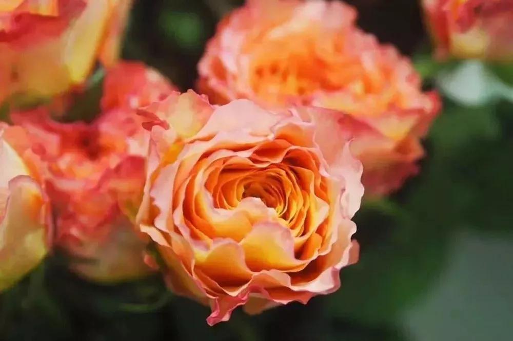 花店必备的5款玫瑰,花店常用的10款玫瑰花是哪些品种