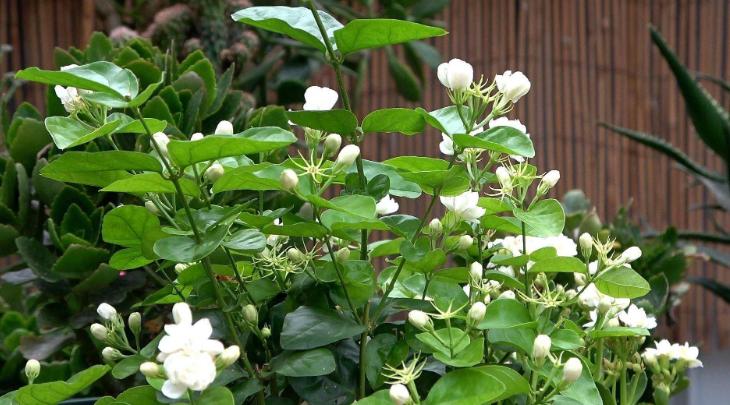 橘子皮可以作为种花肥料吗,橘子皮泡水可以当肥料养花