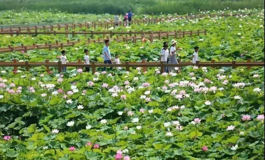中国著名赏荷胜地,中国最著名的十大赏荷地
