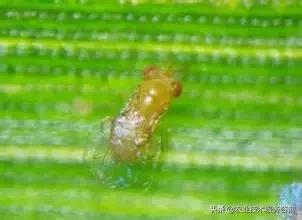 桉树虫害的天敌有哪些,虫害防治需要多少天敌