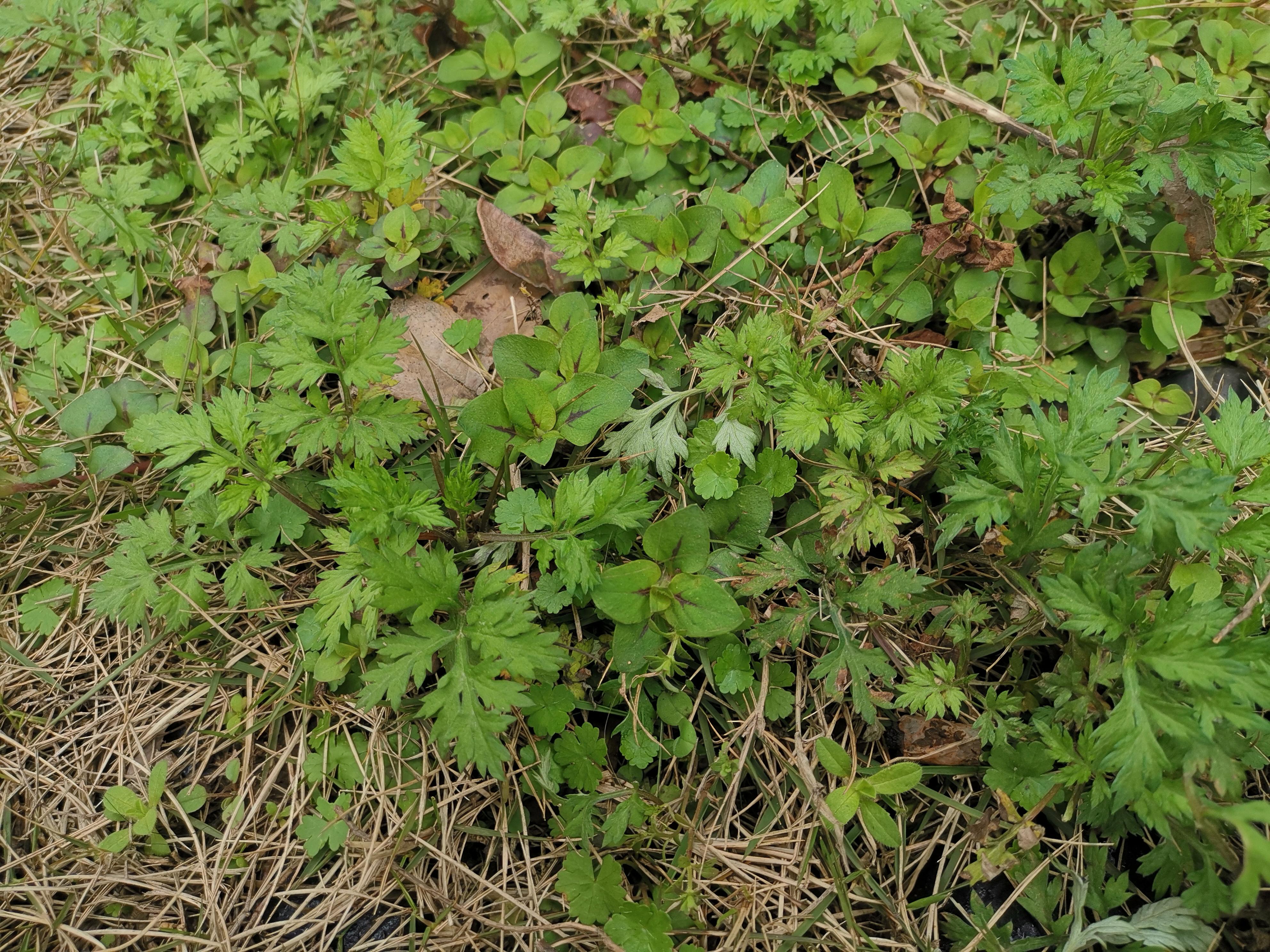 草坪清除阔叶杂草药剂,白三叶草坪如何除阔叶杂草