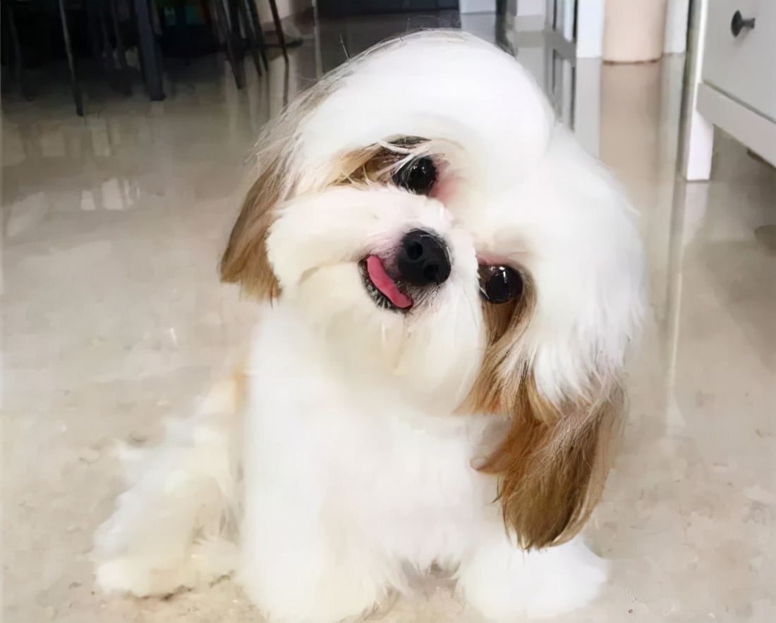 狗狗品种大全及介绍了解一下,狗狗品种怎么挑选最好看