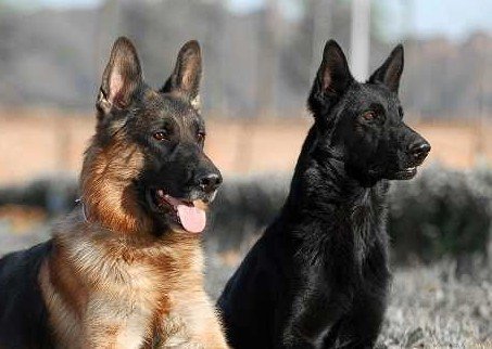 德国牧羊犬病,古代牧羊犬禁食哪些