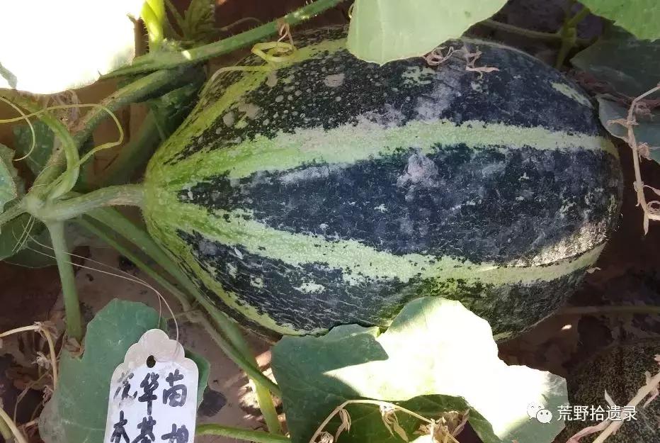 四川适合种植哈密瓜甜瓜品种,甜瓜种植技术新疆哈密瓜