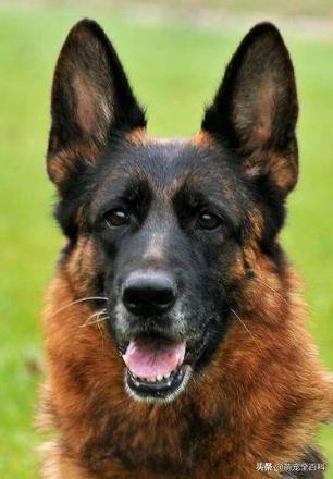 狗对主人的绝对忠诚会有什么表现,少喂一口狗狗它就可以多活几年