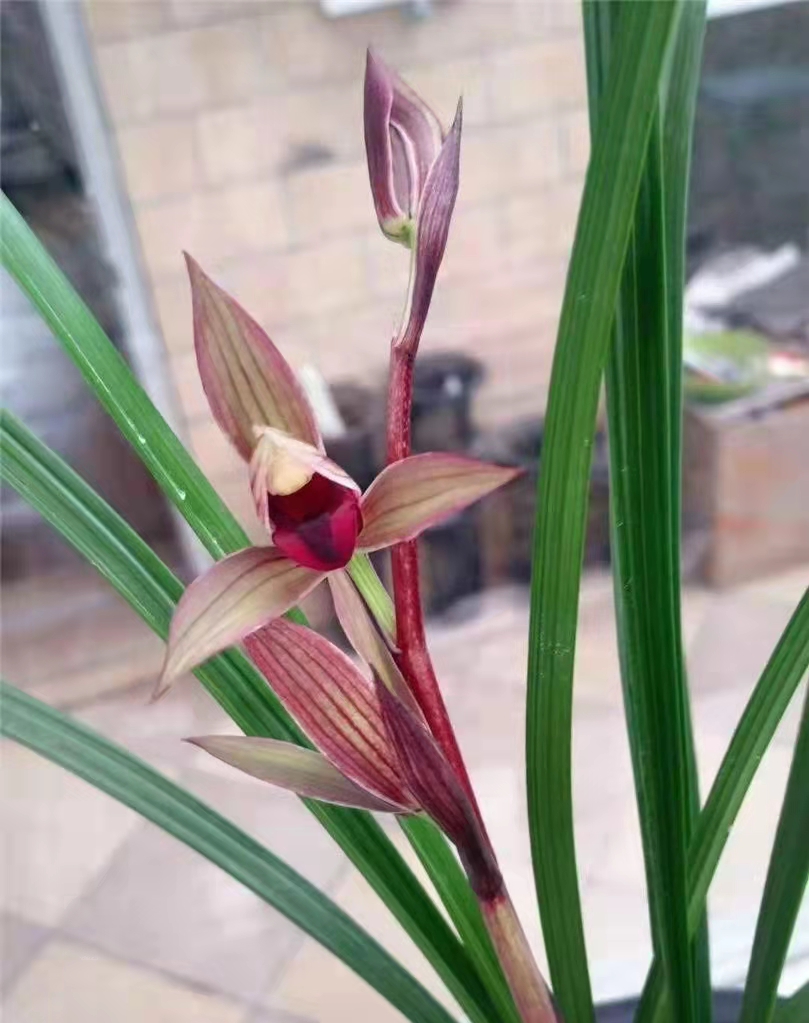 兰展上的兰花,兰花展会上的名贵兰花