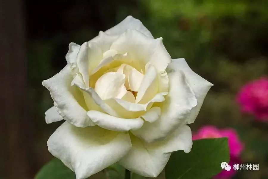 父亲节折什么花给父亲好,父亲节送给父亲什么