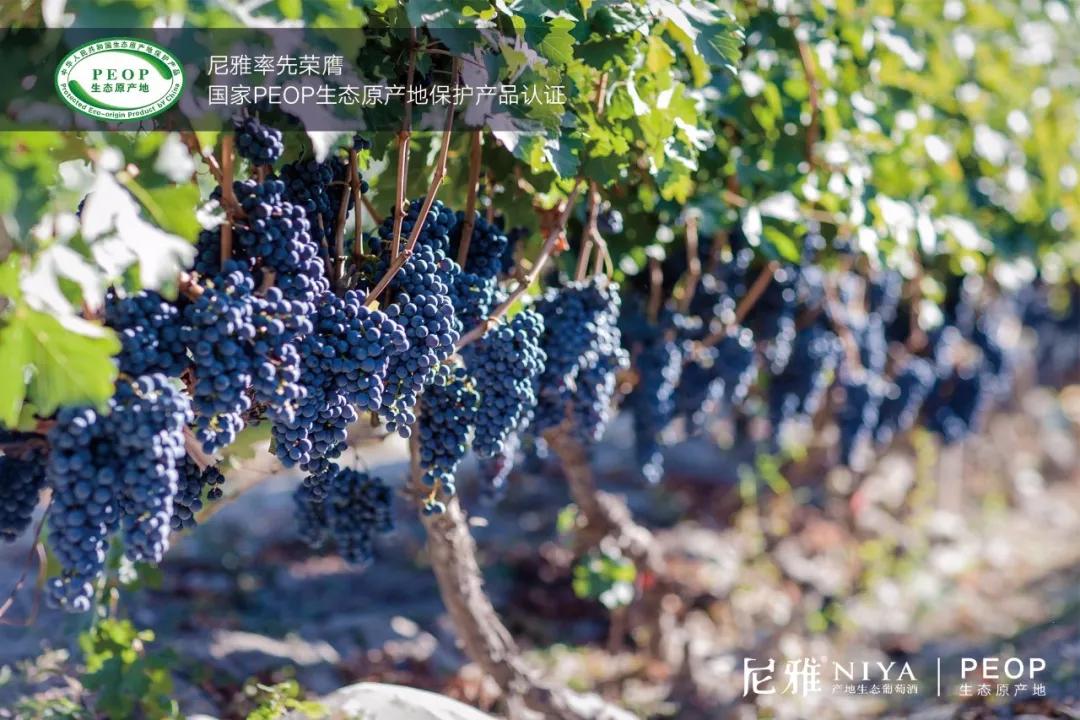 尼雅“云”发战略新品：亮出生态与文化两大IP，“钱”景吸睛