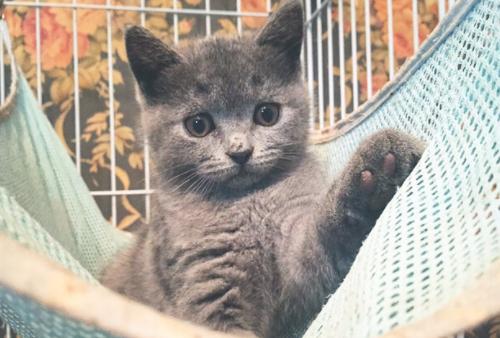 怎样买到纯血统美短,买纯种英短