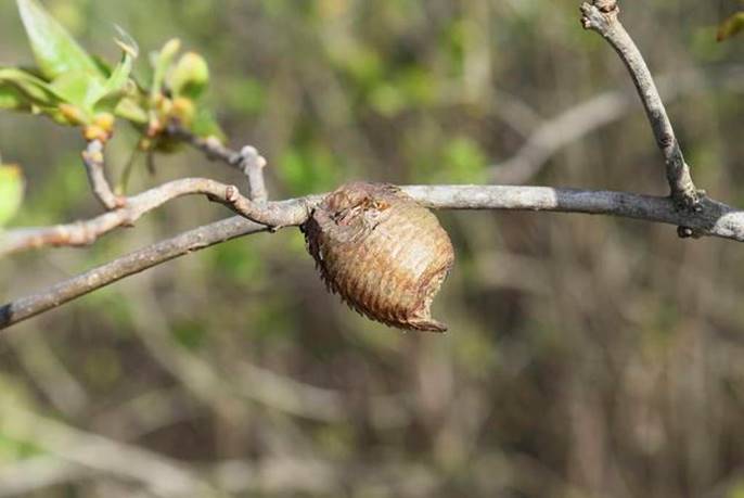 树枝上有黄色的疙瘩,树枝上有疙瘩的树是什么