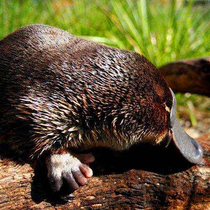 鸭嘴兽的秘密武器图片,鸭嘴兽有毒刺吗