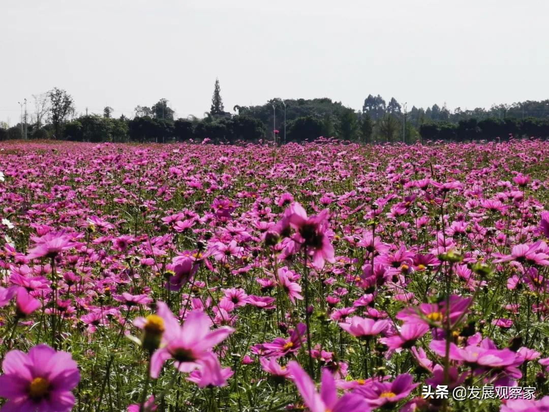 双流花海风景,双流紫色花海