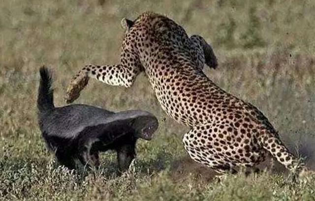 霸气的平头哥拿眼镜蛇当辣条吃,平头哥真的什么毒蛇都不怕吗