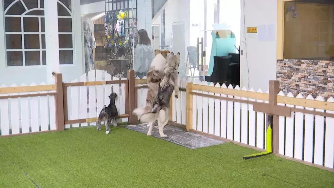 女子被狗咬脸毁容赔偿,女子被狗咬脸毁容律师