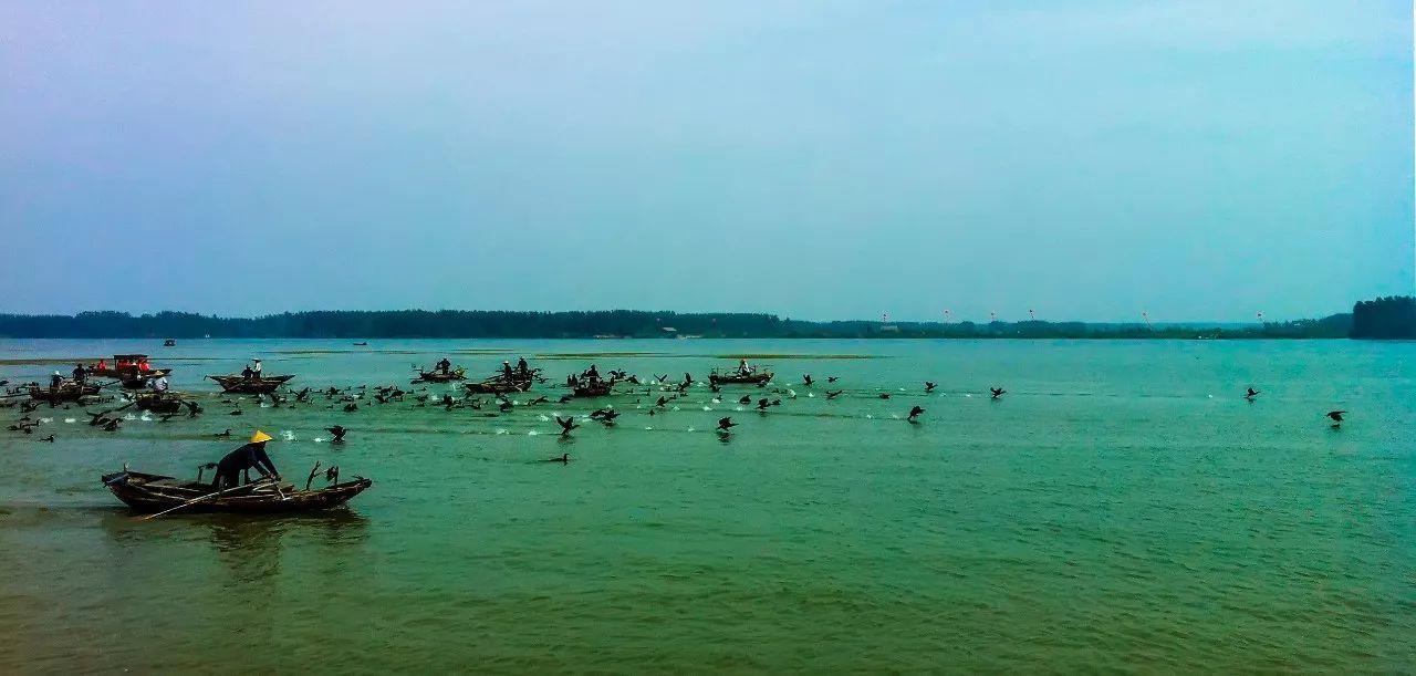 接天莲叶无穷碧，映日荷花别样红。醉美微山湖，缥缈入画图