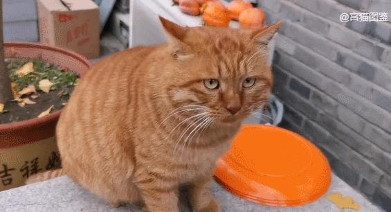 二十多岁进宫，在紫禁城中撸猫8年，她揭开了不为人知的故宫往事