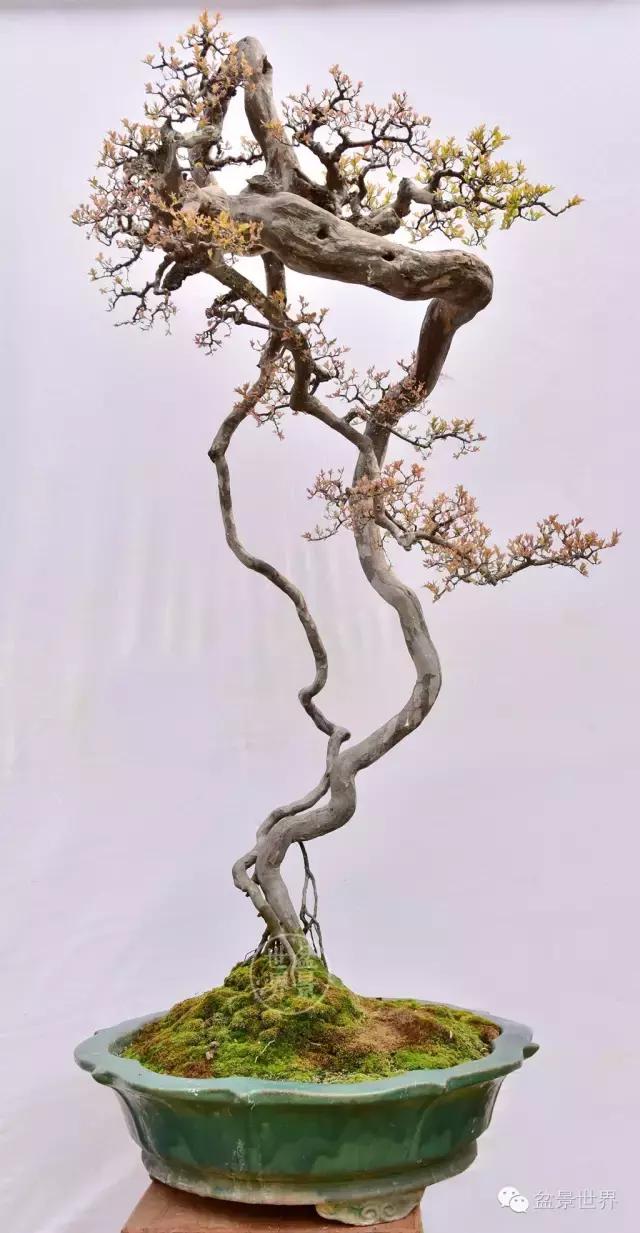 翠鸟根艺石头盆景艺术分享,奇形怪状极品根艺盆景图片