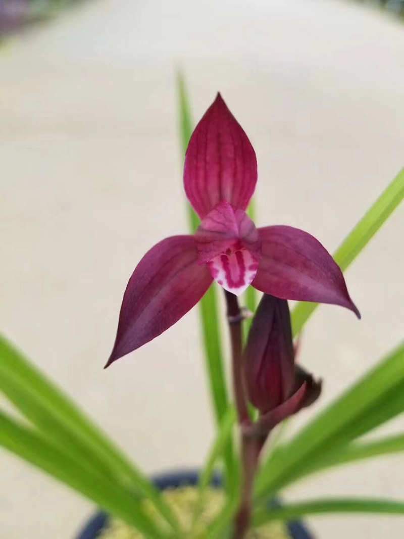 春兰蕙兰冬天出的新苗需要留吗,带花苞春兰蕙兰冬季光照