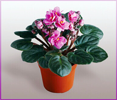 紫罗兰花卉大全,紫罗兰花卉盆栽图片