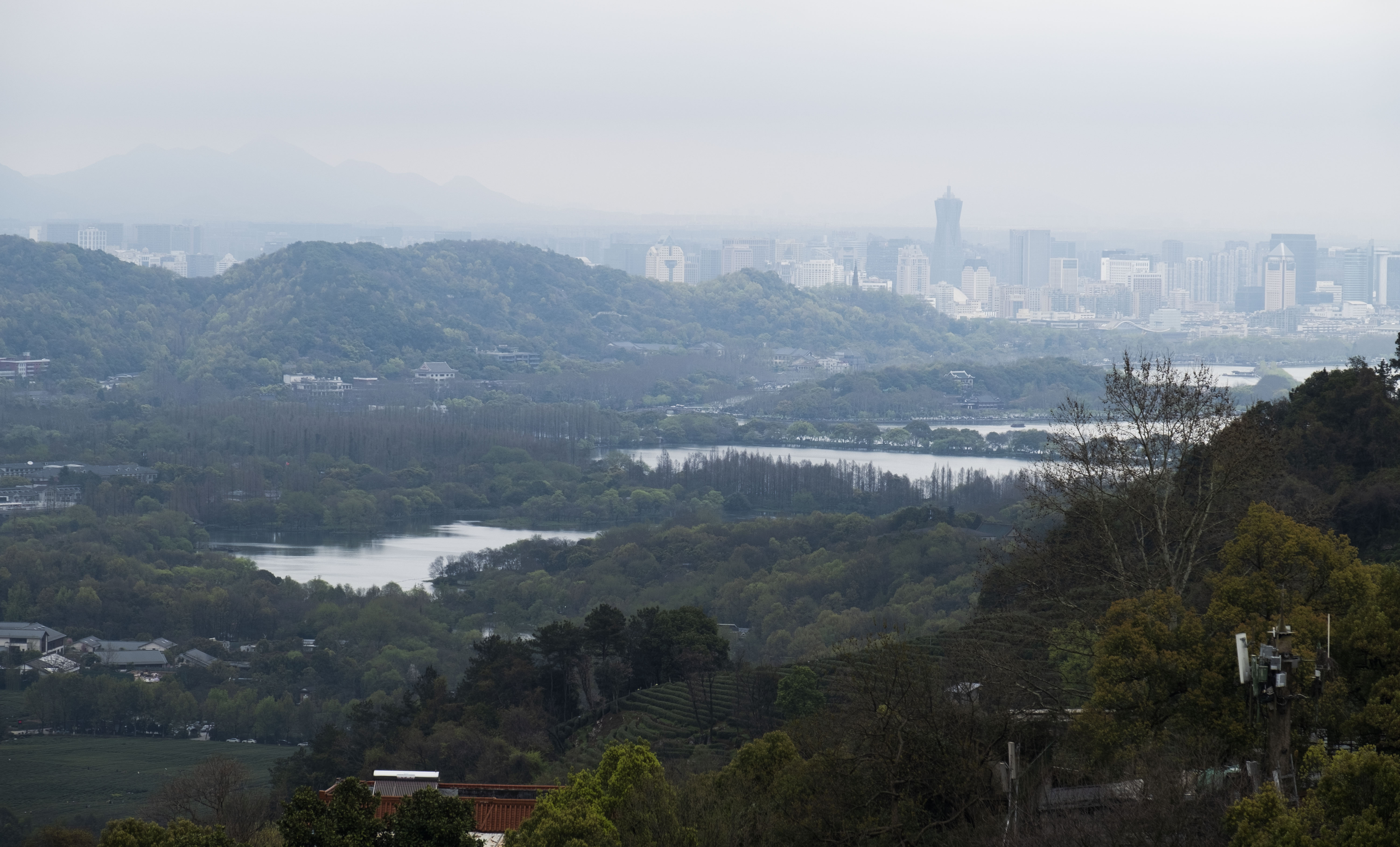西湖龙井春茶季,龙井茶西湖明前春茶