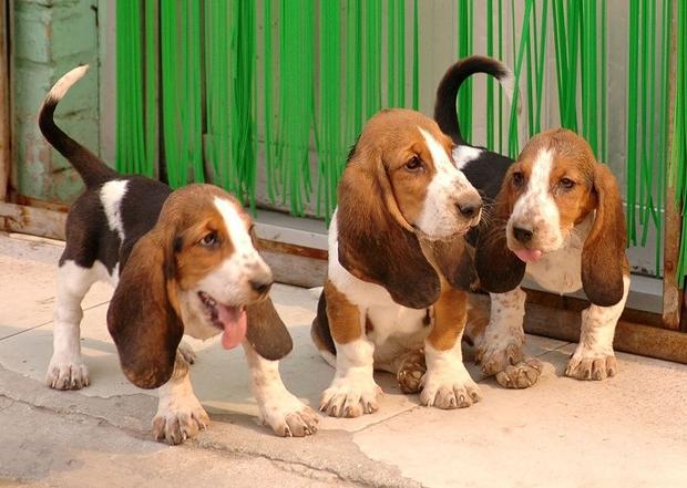 世界上所有的狗品种图片,世界最名贵的狗前十名及其简介