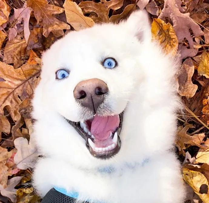 网友家的狗出门常被认错，二哈：“你才是萨摩，老子是哈士奇！”