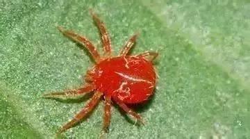 蔬菜害虫种类大全,蔬菜害虫分类及图片大全