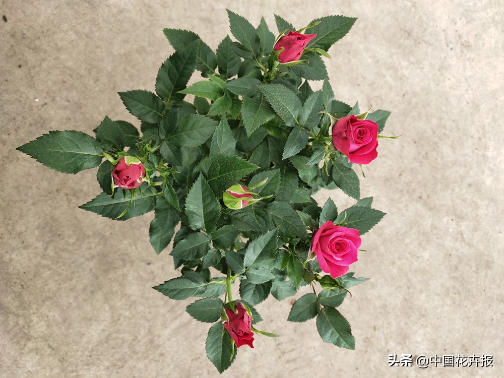 过年买的喜庆的花,过年买的喜庆花