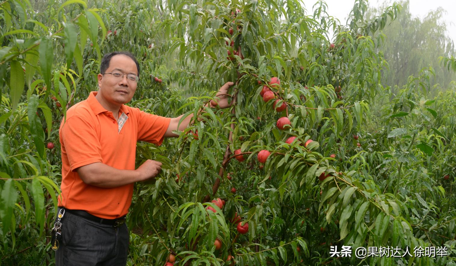 桃树如何种植结果多,正在结果的桃树怎么种植