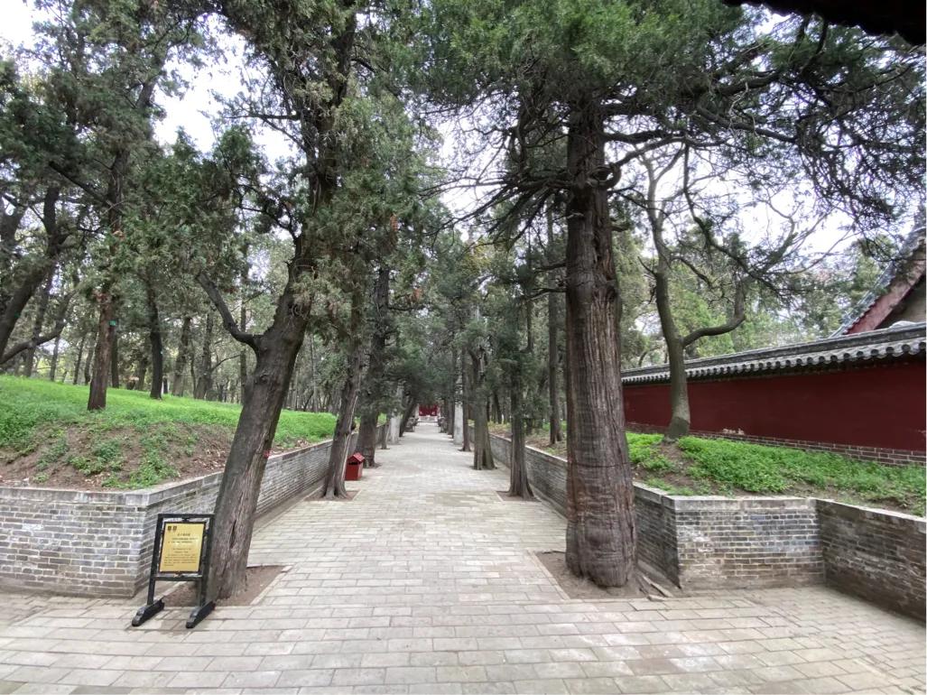 孔子葬地的秘密,孔子坟墓在哪儿