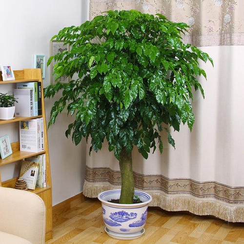 家门口最好养的10种花,家里养最旺财的十五种花