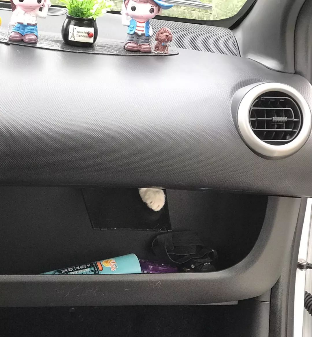 为啥猫是液体的,猫咪是液体猪吗