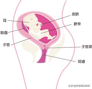 怀孕第24天肚子有什么变化,怀孕23周的反应及注意事项